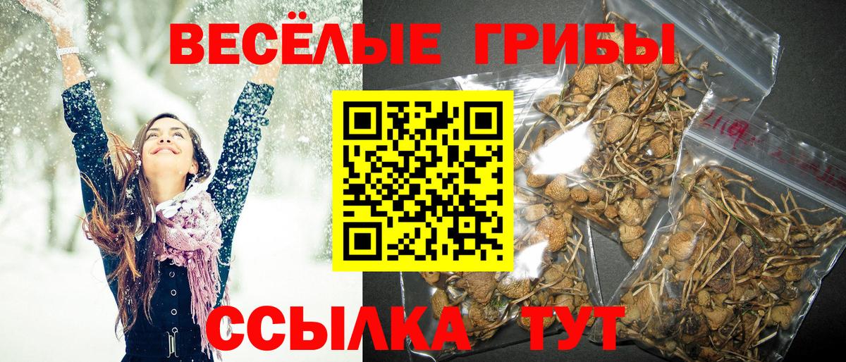 Галлюциногенные грибы Psilocybine cubensis Дербент